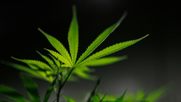 Allemagne - « Une quantité importante de cannabis médical sera détruite »