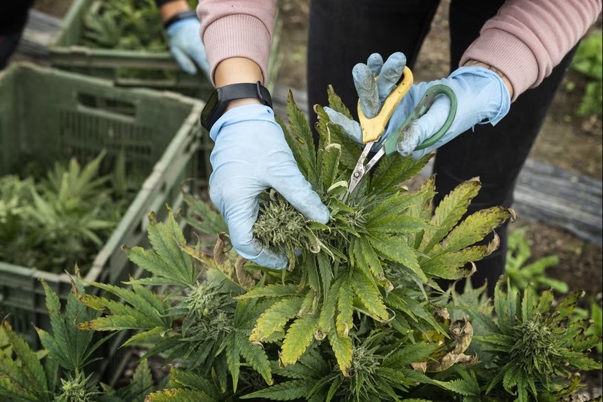 Bâle expérimente la légalisation du cannabis récréatif