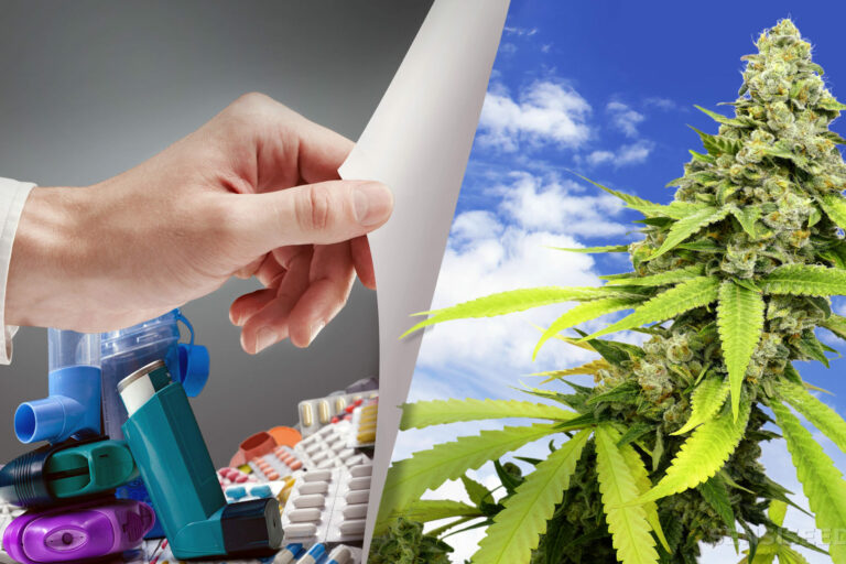 Cannabis - Asthme