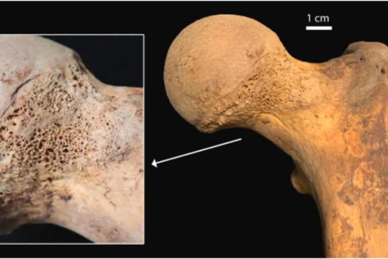 Cannabis - Milan - Découverte archéologique
