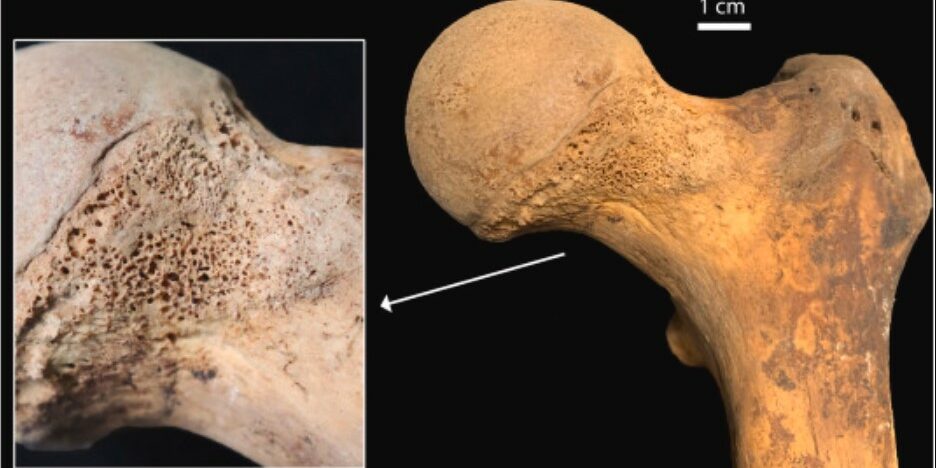 Cannabis - Milan - Découverte archéologique