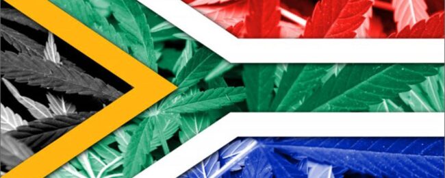 Cannabis - Afrique du Sud