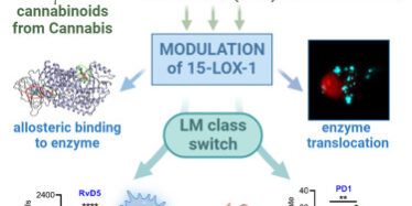 Cannabis - anti-inflammatoire