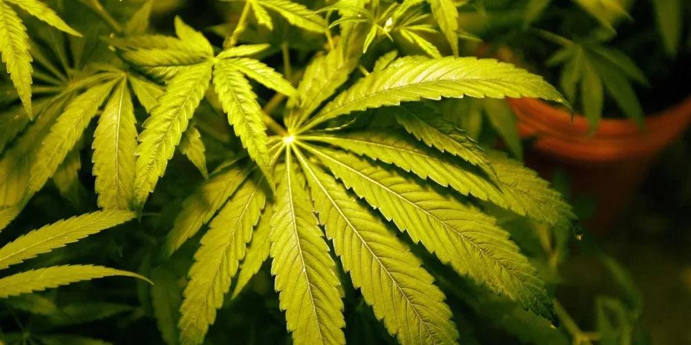 Cannabis légalisation CSC Allemagne