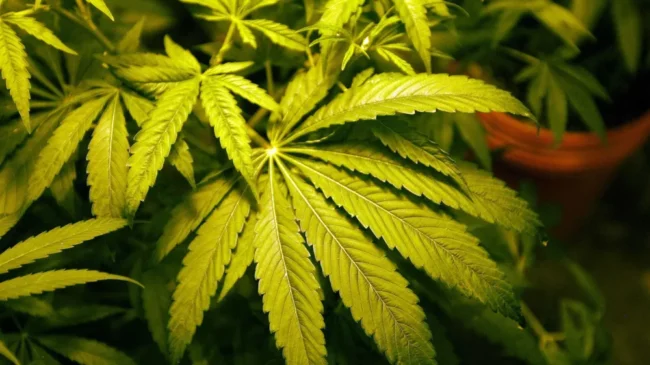 Cannabis légalisation CSC Allemagne