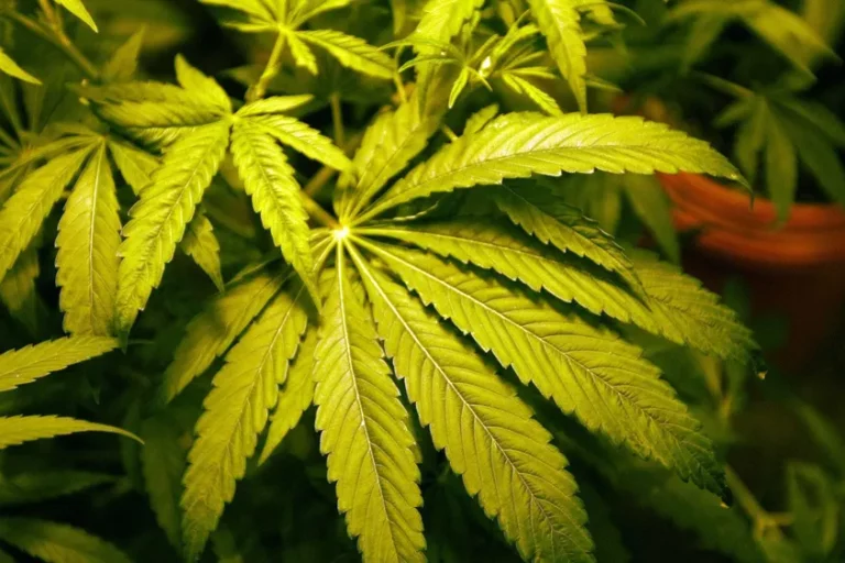 Cannabis légalisation CSC Allemagne