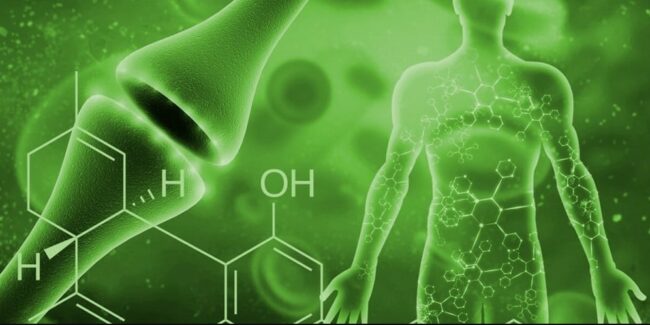 Cannabis-systeme endocannabinoide