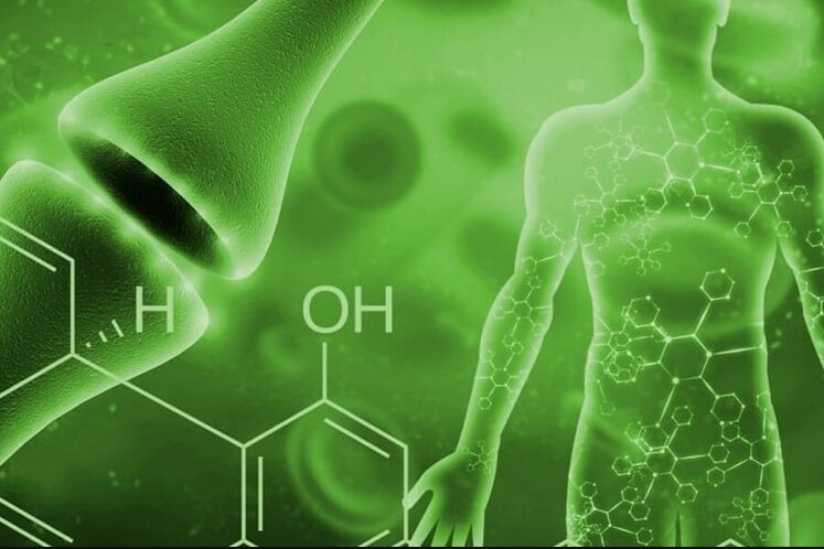 Cannabis-systeme endocannabinoide
