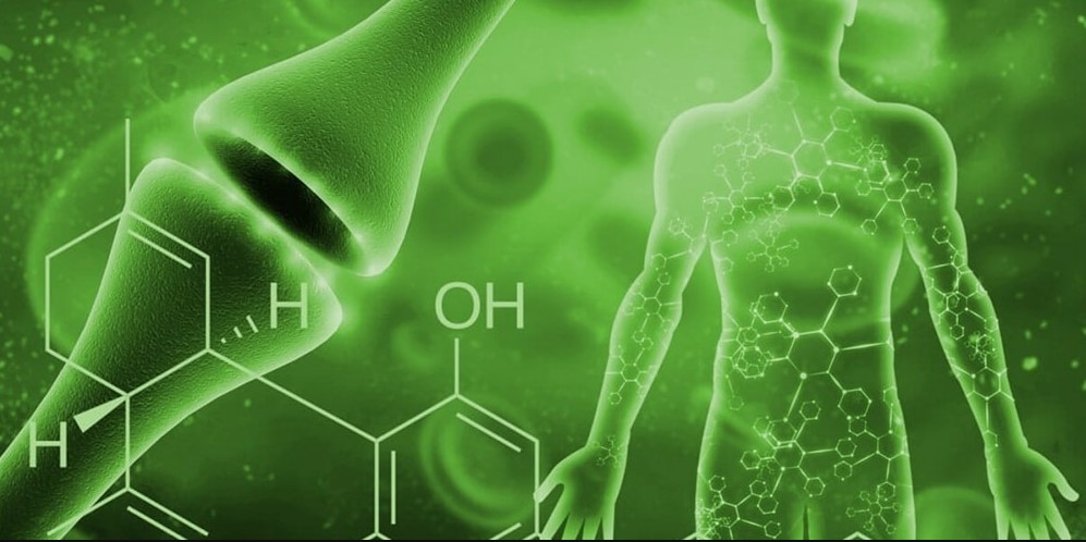 Cannabis-systeme endocannabinoide