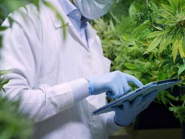 Italie, qu'est-il arrivé au cannabis d'Etat