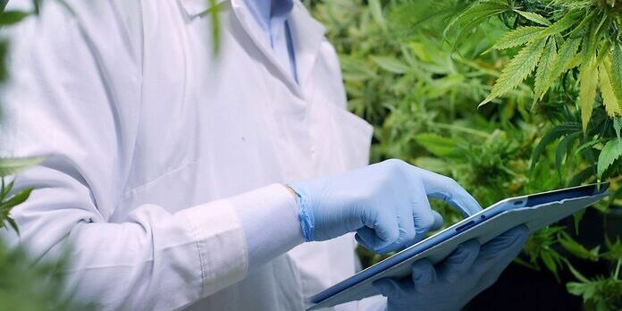 Italie, qu'est-il arrivé au cannabis d'Etat