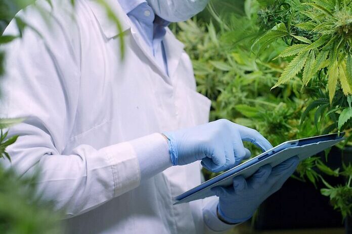 Italie, qu'est-il arrivé au cannabis d'Etat