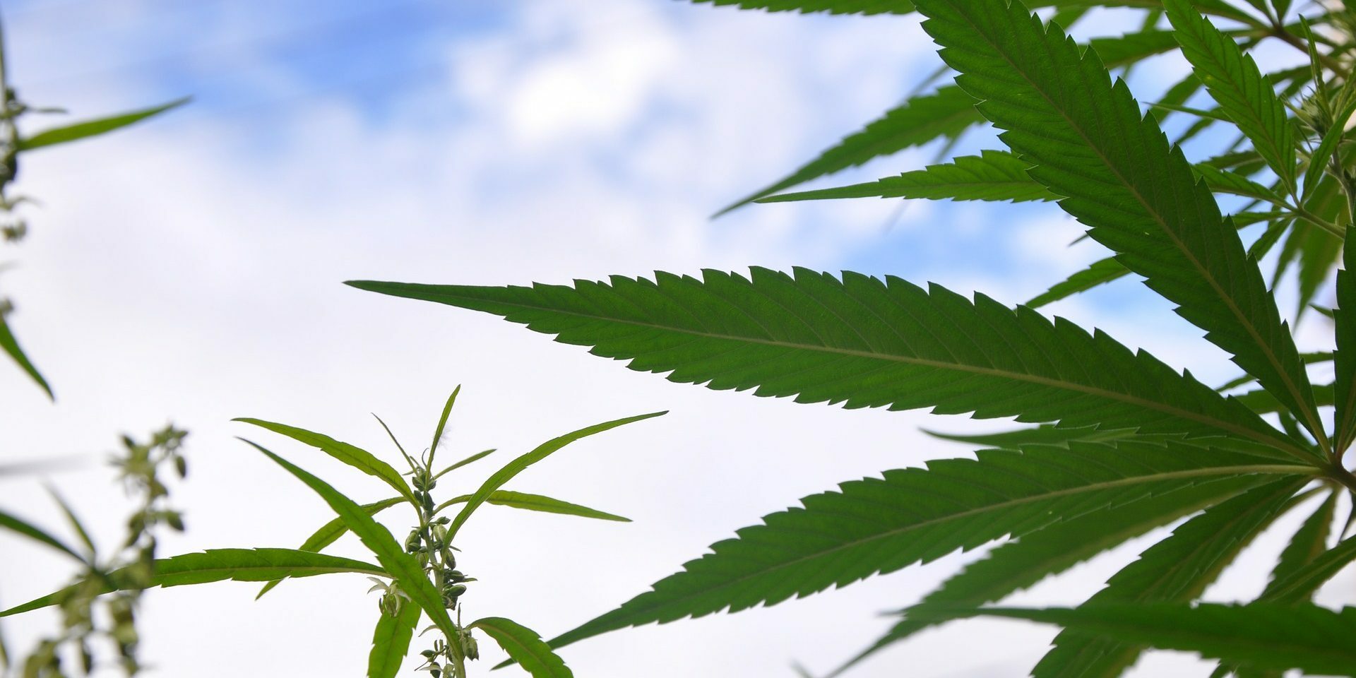 La légalisation du cannabis fait augmenter significativement les valeurs immobilières