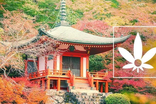 La renaissance du chanvre au Japon