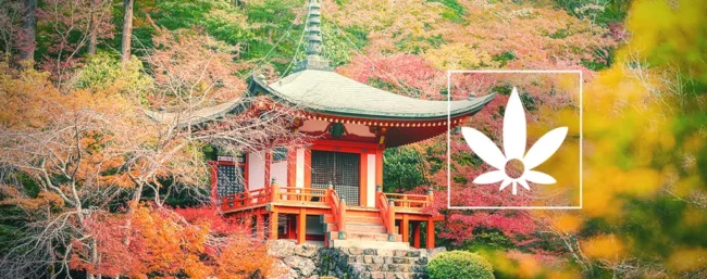 La renaissance du chanvre au Japon