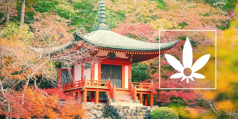 La renaissance du chanvre au Japon