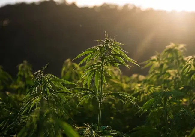 Lepe, en Espagne, autorise la culture de cannabis à des fins médicales et la construction d'un laboratoire