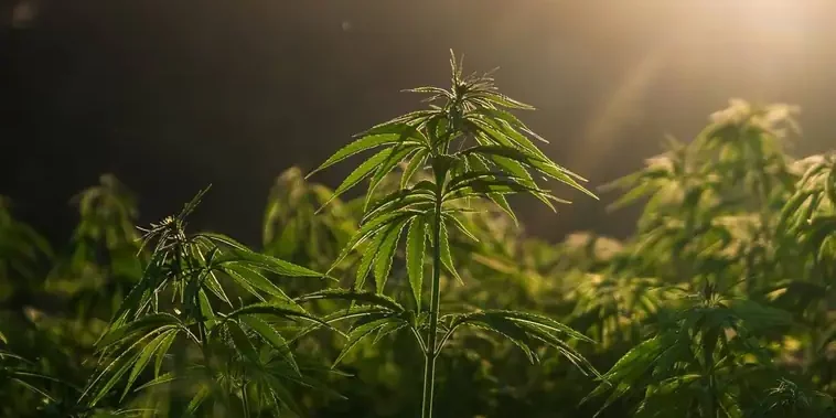 Lepe, en Espagne, autorise la culture de cannabis à des fins médicales et la construction d'un laboratoire