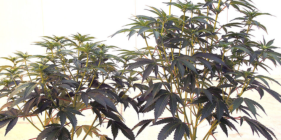 Viroïde du Houblon Viroïde du Houblon