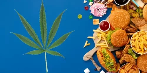cannabinoïdes et équilibre alimentaire cannabis et équilibre alimentaire