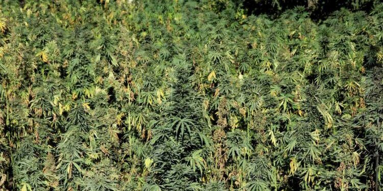 cannabis - Maroc
