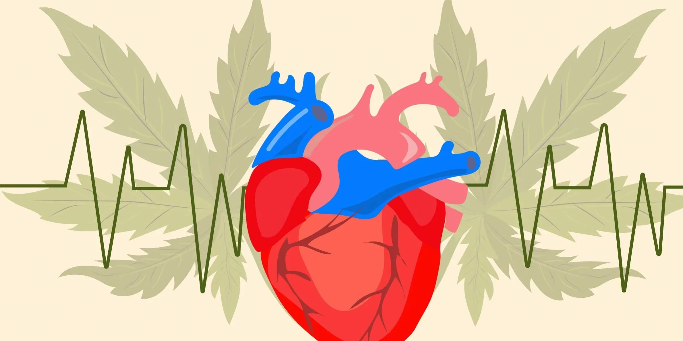 cannabis et cardiologie