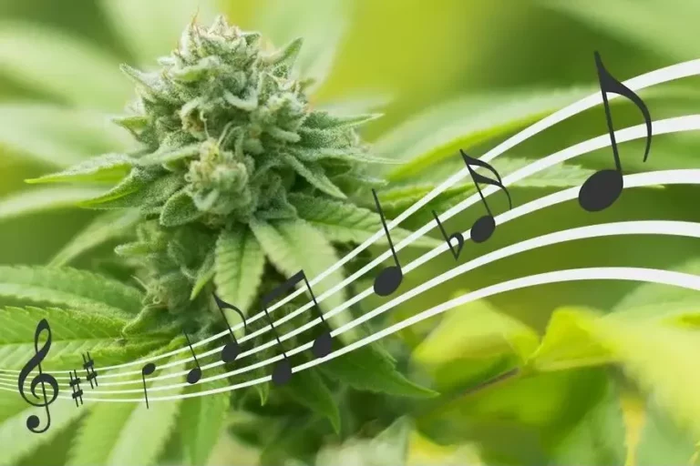cannabis et perception musicale, que dit la science