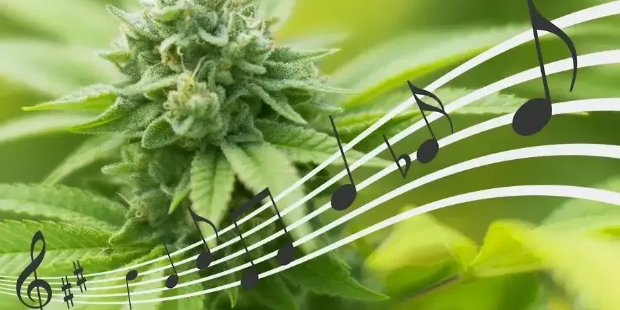 cannabis et perception musicale, que dit la science
