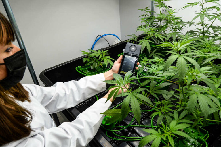 Les Clubs de Cannabis à Barcelone sous les feux des critiques et des autorités