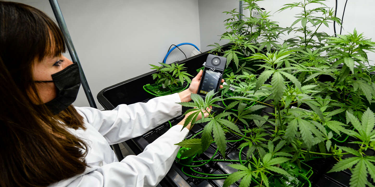 Les Clubs de Cannabis à Barcelone sous les feux des critiques et des autorités