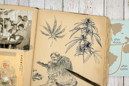 la grande histoire du cannabis