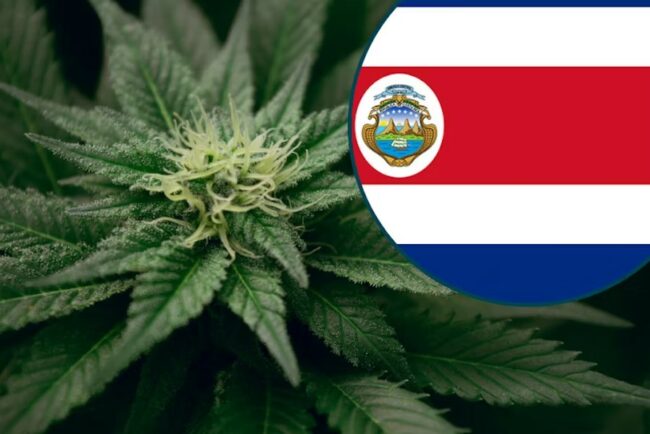 Cannabis - Costa Rica