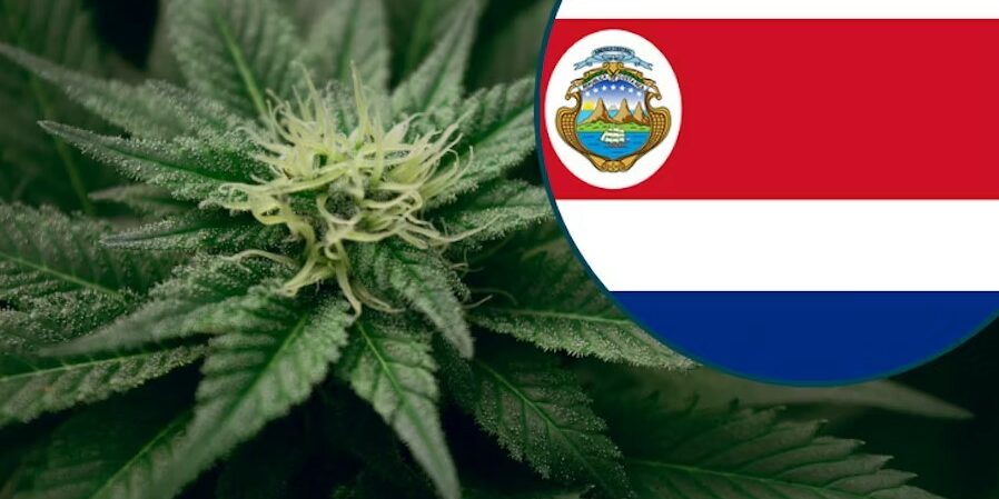 Cannabis - Costa Rica