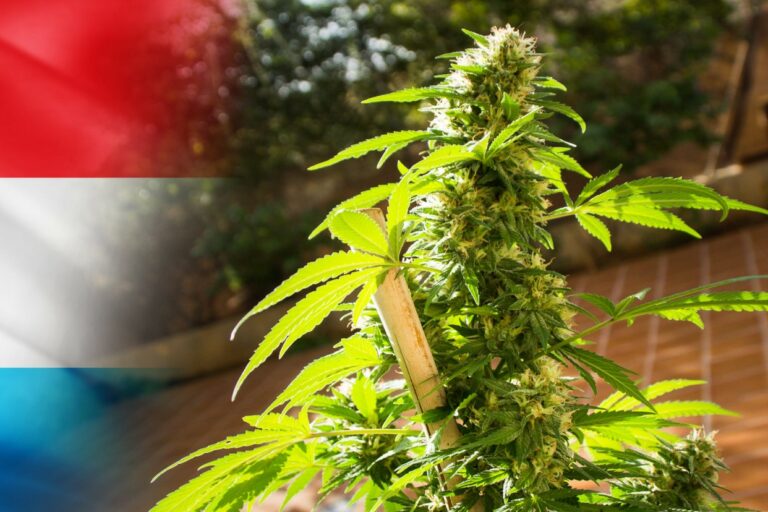 Régulation du Cannabis - Luxembourg