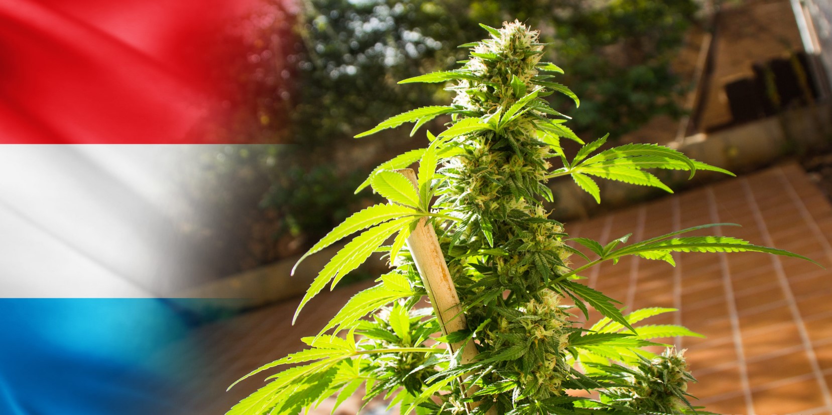 Régulation du Cannabis - Luxembourg