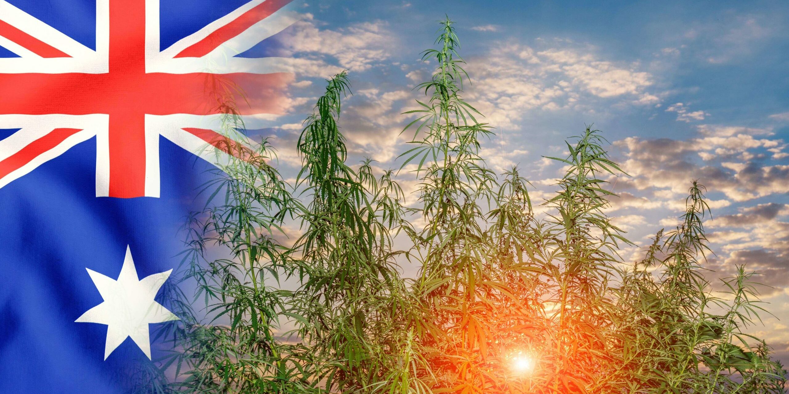 Cannabis - Victoria - Australie