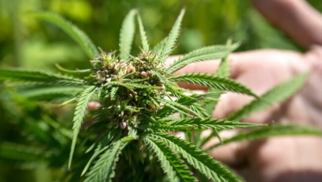 Le cannabis dans le monde