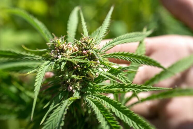 Le cannabis dans le monde