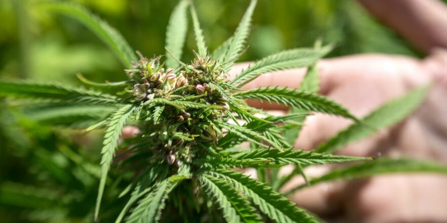 Le cannabis dans le monde