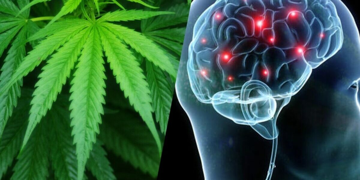 CBD - Cerveau - Cannabis