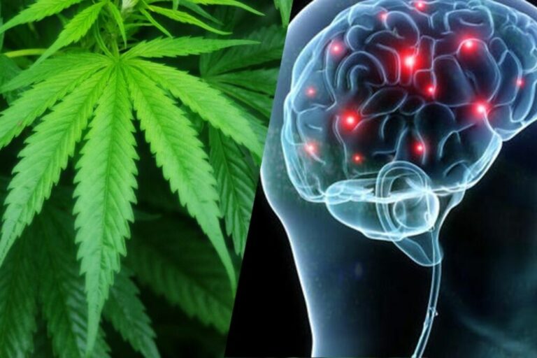CBD - Cerveau - Cannabis