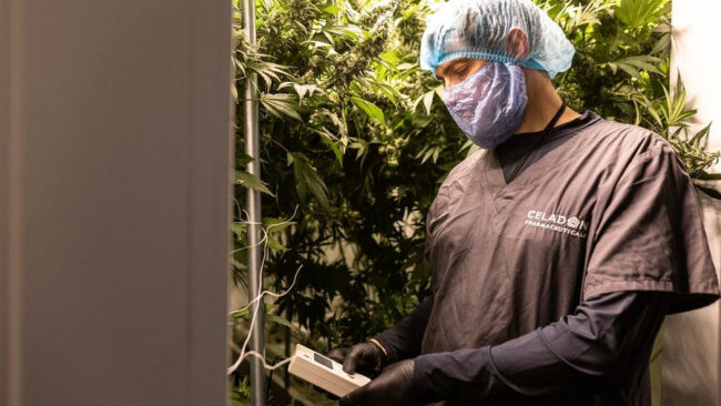 celadon pharmaceutical - cannabis médical