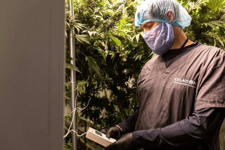 celadon pharmaceutical - cannabis médical