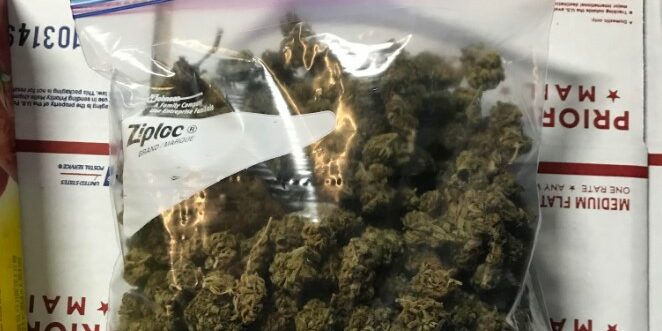 vieux cannabis - bon ou pas bon