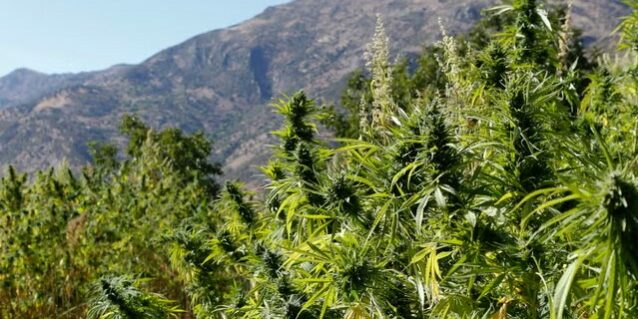 Cannabis-Maroc
