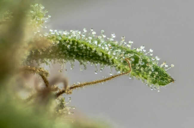 Cannabis et terpènes à l'ère de l'effet d'entourage