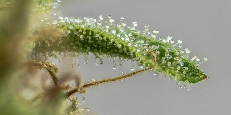 Cannabis et terpènes à l'ère de l'effet d'entourage