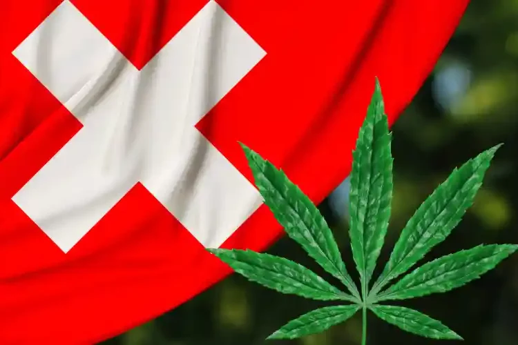 ZüriCan - Suisse - cannabis- étude