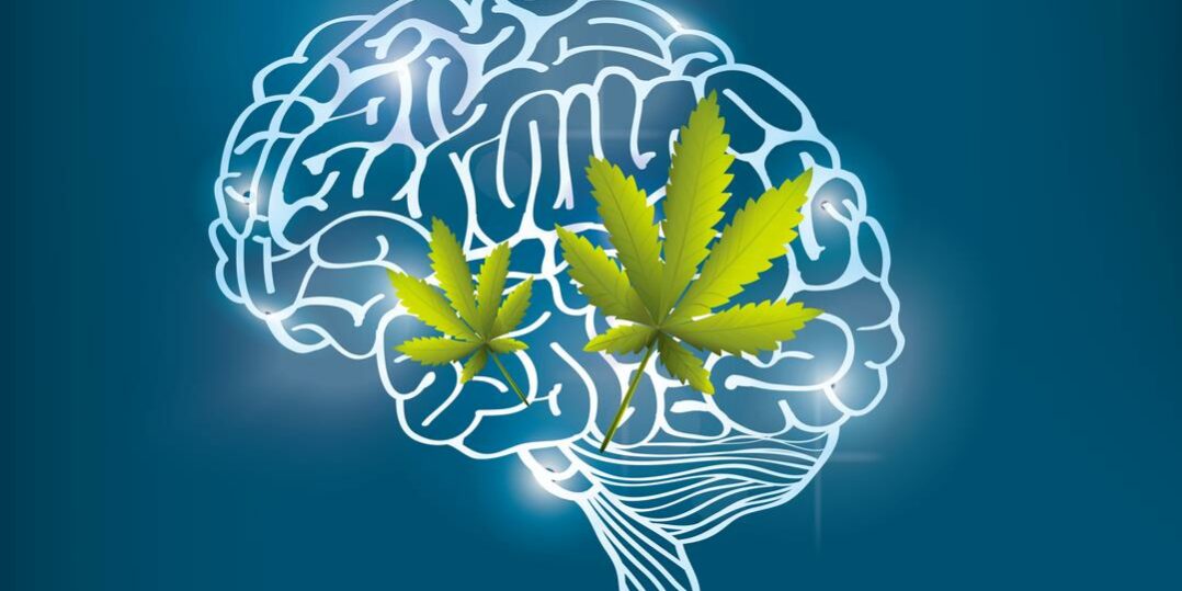 cerveau-cannabis-sante-memoire-thc cerveau-cannabis-sante-mémoire-thc