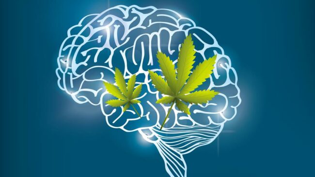 cerveau-cannabis-sante-mémoire-thc